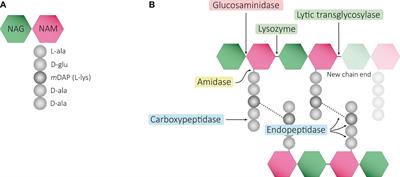 Peptidoglycan Muropeptides: Release, Perception, and Functions as Signaling Molecules